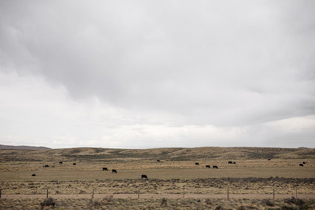 Cloudy landscape with roaming animals